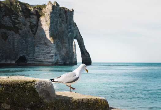 Seagull near Etretat famous cliff arch by Atlantic ocean