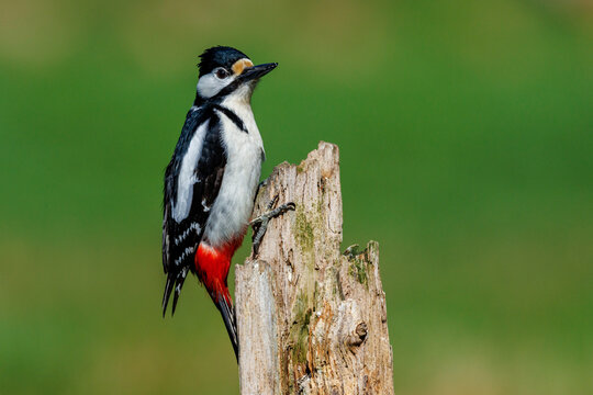 Buntspecht (Dendrocopos major) M&auml;nnchen