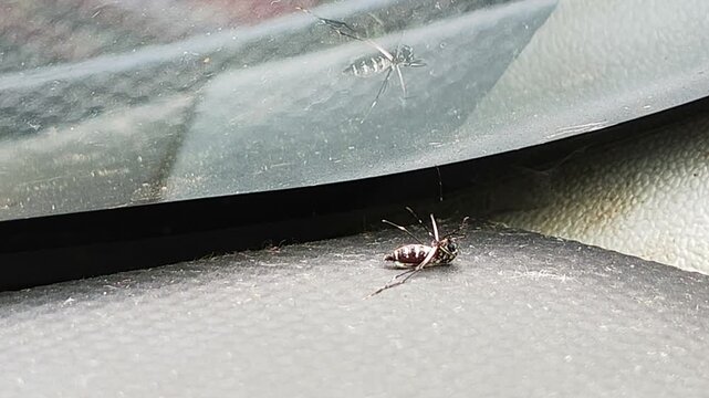 Dead Aedes Aegypti Mosquito on Gray Surface Macro Video Footage
