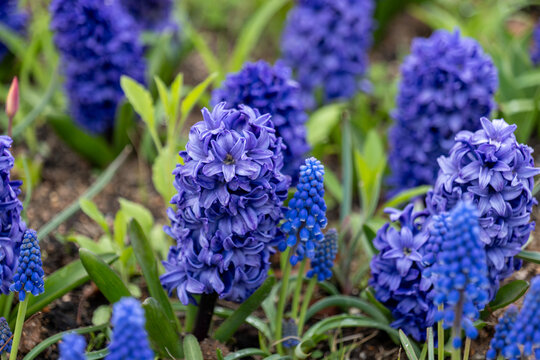 flower, 봄, blue, 네이처, 뜰, 보라색, 히아신스, 식물, 개화, 꽃, 계절, 미