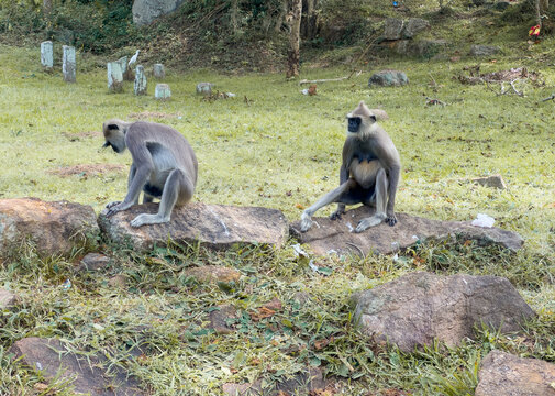 The black-faced monkey couple in Sri Lanka.