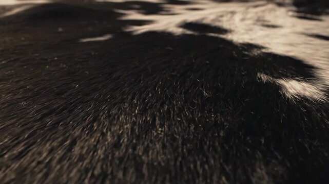Cowhide Texture Featuring Organic Black and White Pattern