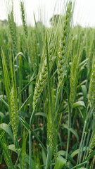 Fototapeta premium Green wheat plants at agriculture field