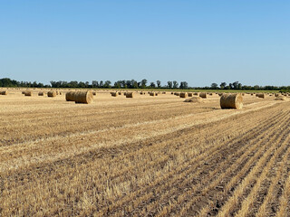 Fototapeta premium Golden harvested wheat field with round straw bales under clear blue sky