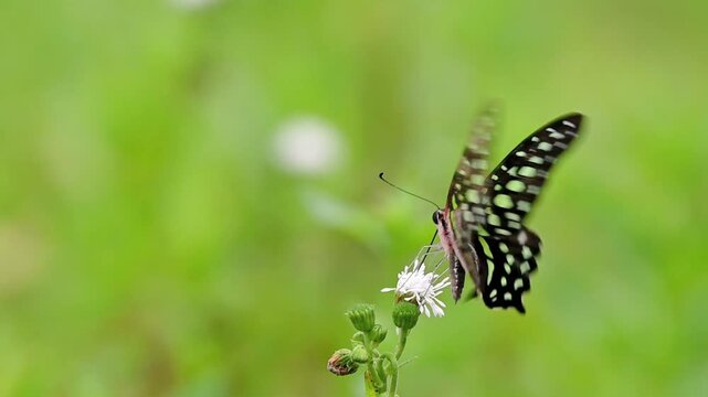 Tailed Jay butterfly resting and feeding on small white wildflowers by a lakeside garden, soft green bokeh background with cobwebs and leaves, serene nature scene with copy space for text or graphics