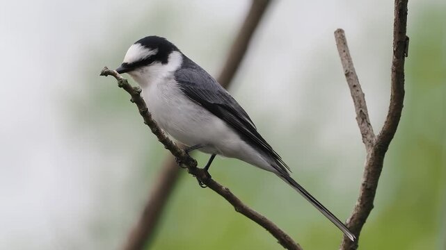 Ashy Minivet Perched Then Flying From Branch