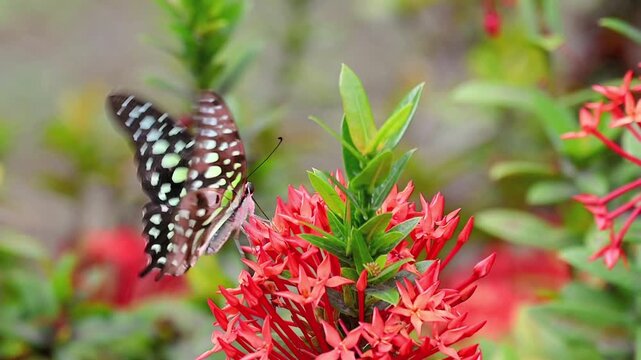 Tailed Jay butterfly resting and feeding on small red wildflowers by a lakeside garden, soft green bokeh foreground and background with cobwebs and leaves, peaceful nature scene in slow motion