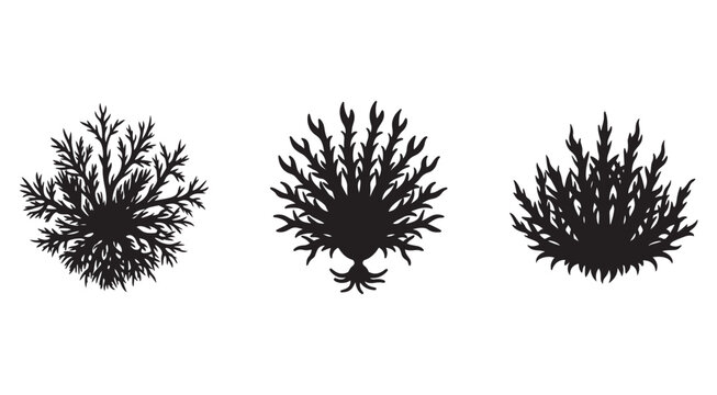 Set of three black silhouette seaweeds or kelp plants with different shapes and textures on white background for aquatic or underwater design