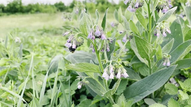 flowering medicinal plant comfrey medicinal (Symphytum officinale L.)	
