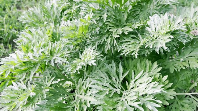 Wormwood bush grows on a lawn	