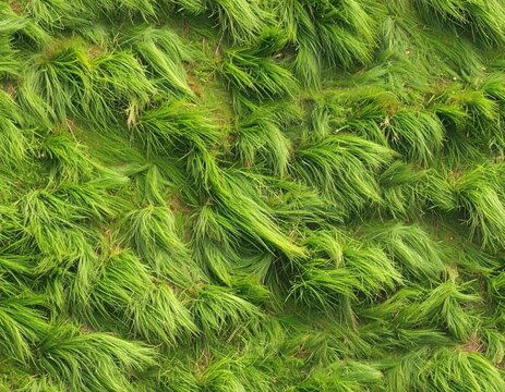 A vibrant, close-up view showcases a dense carpet of lush green moss covering a surface.