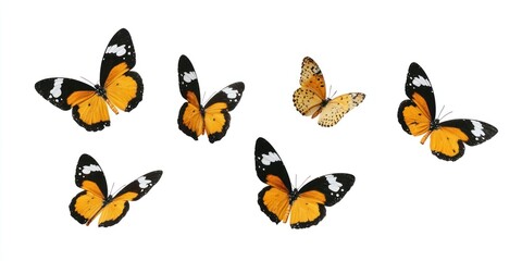 Fototapeta premium Vibrant butterflies in flight