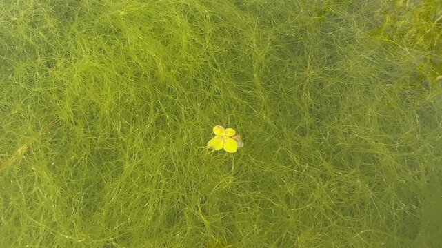Bright duckweed floating over dense green algae in calm freshwater. 
Natural aquatic texture with organic patterns. Ideal for ecology, environment, water pollution, and nature backgrounds