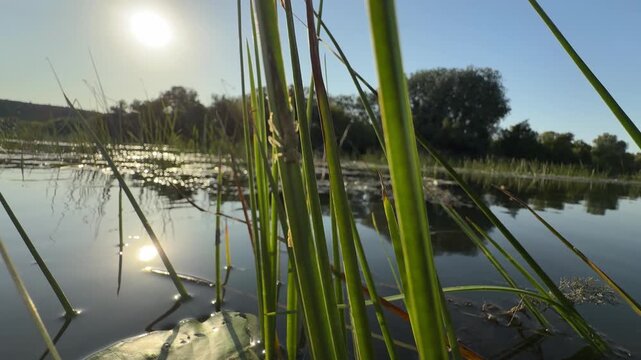 Reeds and Lily Pads on Calm Lake at Sunset with Sun Reflection