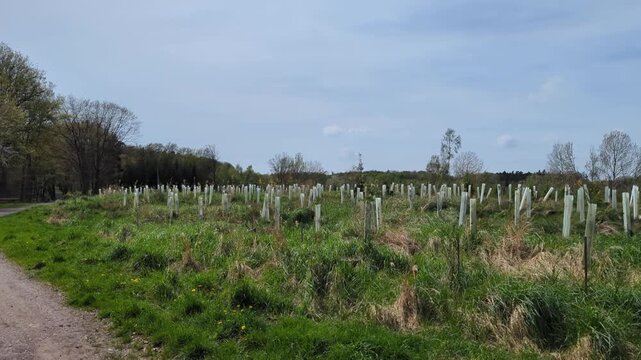 reforestation with tree seedlings with plastic tubes around stem growing in rows
