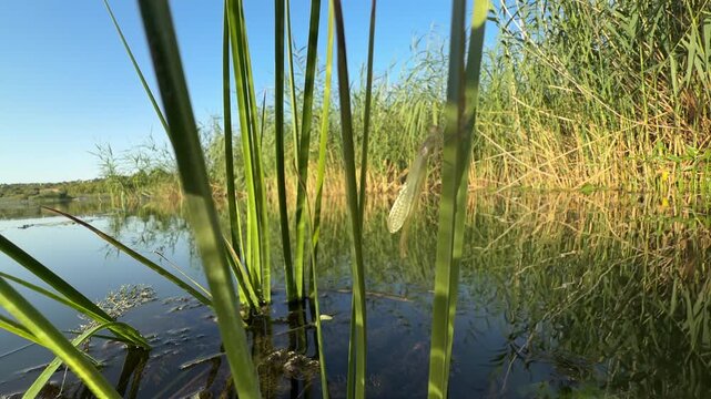Close-up of a dragonfly larva (nymph) during emergence on green reeds above still water. Natural wetland habitat with reflections, aquatic plants, and soft sunlight