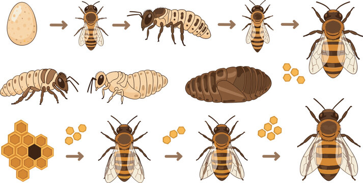 Honey bee life cycle stages diagram with egg larva pupa and adult, beekeeping process illustration set for educational biology concept