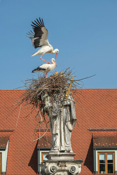 Two white storks are building a nest on the historic Marian column in the old town of Freising