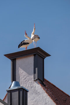 Two white storks are building a nest on the historic Marian column in the old town of Freising