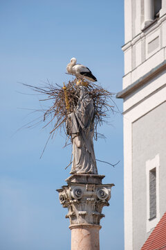 Two white storks are building a nest on the historic Marian column in the old town of Freising