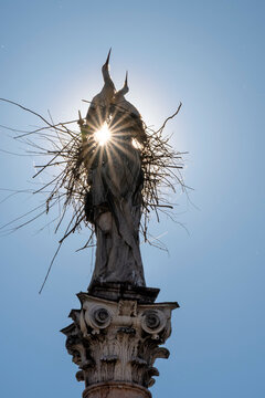 Two white storks are building a nest on the historic Marian column in the old town of Freising