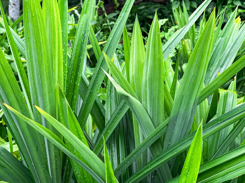 Close up of Pandan Leaf (Pandanus amaryllifolius),pandan leaf plant