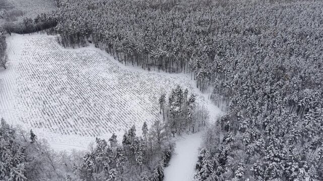 Snowy forest border in peaceful winter countryside