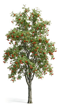 Vibrant Rowan Tree with Ripe Red Berries and Green Foliage on a Clean White Background