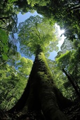 Fototapeta premium A tropical tree sunlight outdoors woodland.