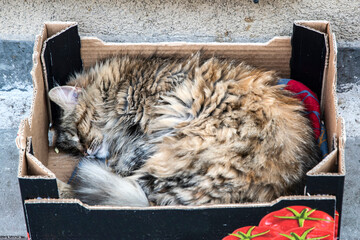 Close-up of fluffy stray cat sleeping in cardboard box, peaceful urban animal resting scene. © varbenov