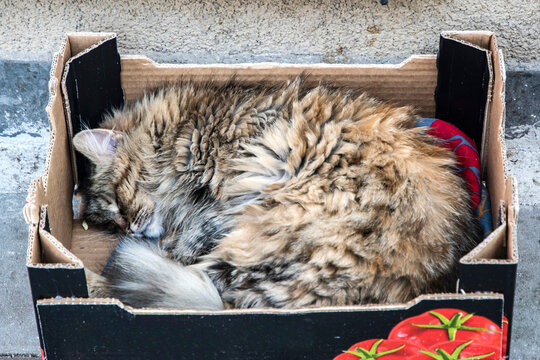 Close-up of fluffy stray cat sleeping in cardboard box, peaceful urban animal resting scene.