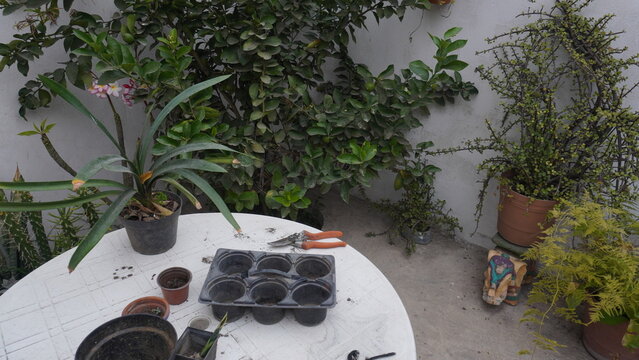 casa, decoraciones, flor, muro, huerta, naturaleza, &aacute;rbol, florero, jardiner&iacute;a, patio