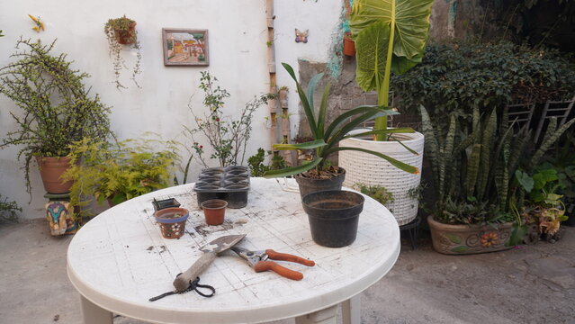 casa, decoraciones, flor, muro, huerta, naturaleza, &aacute;rbol, florero, jardiner&iacute;a, patio