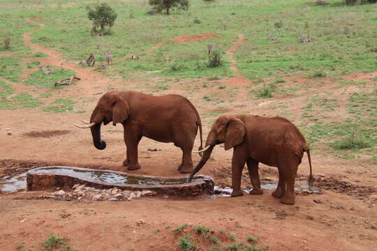 2026-02-27 Kenia Taita Hills Wildlife Sanctuary