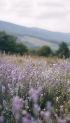Obraz premium Serene lavender field landscape captures peaceful countryside beauty under soft diffused light