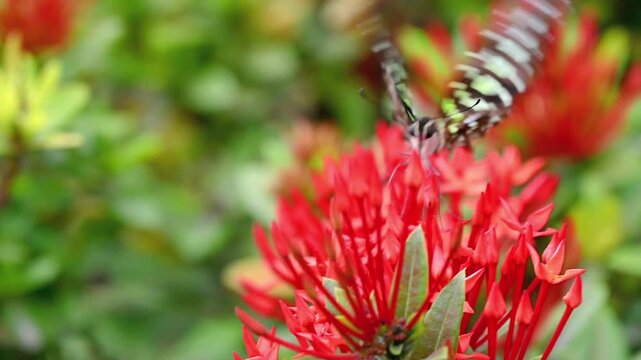 Tailed Jay green butterfly feeding on red flowers by lakeside, flying away then re-entering frame from lower right, moving to center before flying off, soft green bokeh background 