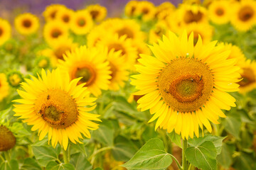 Obraz premium Sunflower in field with bees gathering pollen during bright sunny day in summer