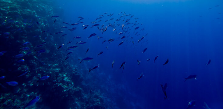 School of fish swims near coral reef