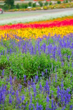 Lush purple blooms in a beautiful, colorful striped flower field