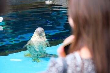 Curious spotted seal posing for a tourist at an aquarium pool © Seiya