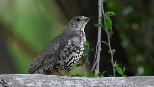 Close up of Song Thrush Bird Perched on a Wooden Fence in Natural Environment