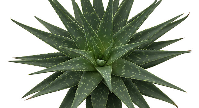 A close-up view of a green aloe vera plant with sharp leaves