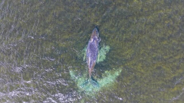 wal, wismar, wal in wismar, wismarer bucht, wal hope, wal timmi, fisch, big