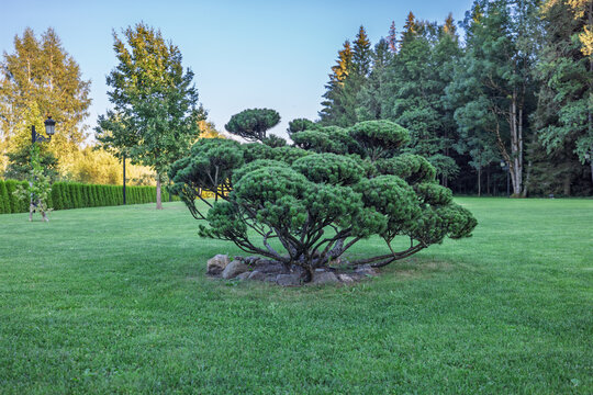 Ornamental Pine Tree On Manicured Lawn in Peaceful Garden Landscape