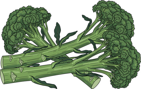 Broccoli stems and florets bundle isolated on white background, fresh green organic vegetable illustration for healthy cooking and nutrition design
