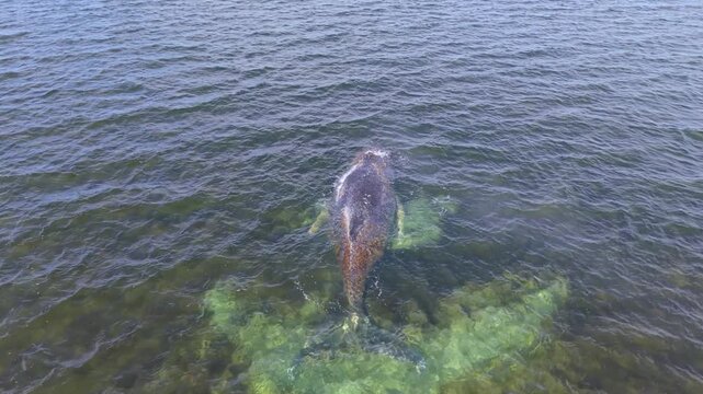 wal, wismar, wal in wismar, wismarer bucht, wal hope, wal timmi, fisch, big