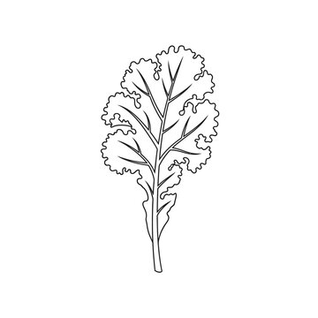 Black and white illustration of a single kale leaf, healthy food concept.