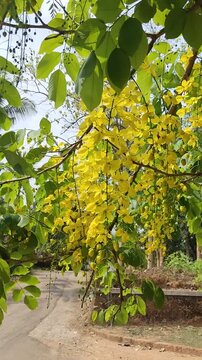 autumn leaves in the park