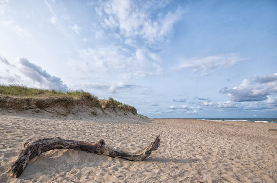 dead tree on the beach with blue sky and some clouds