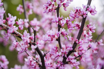 Naklejka premium close-up of branches blooming with pink flowers on a spring day in the garden